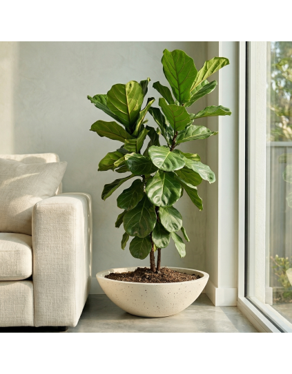 BONZA Hafif Beton Saksı